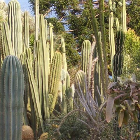 Giardino esotico Pallanca