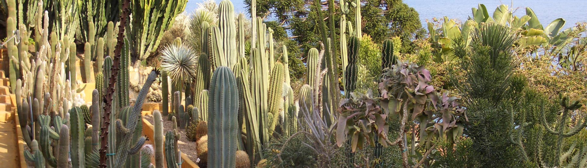 Esterno Giardino Esotico Pallanca